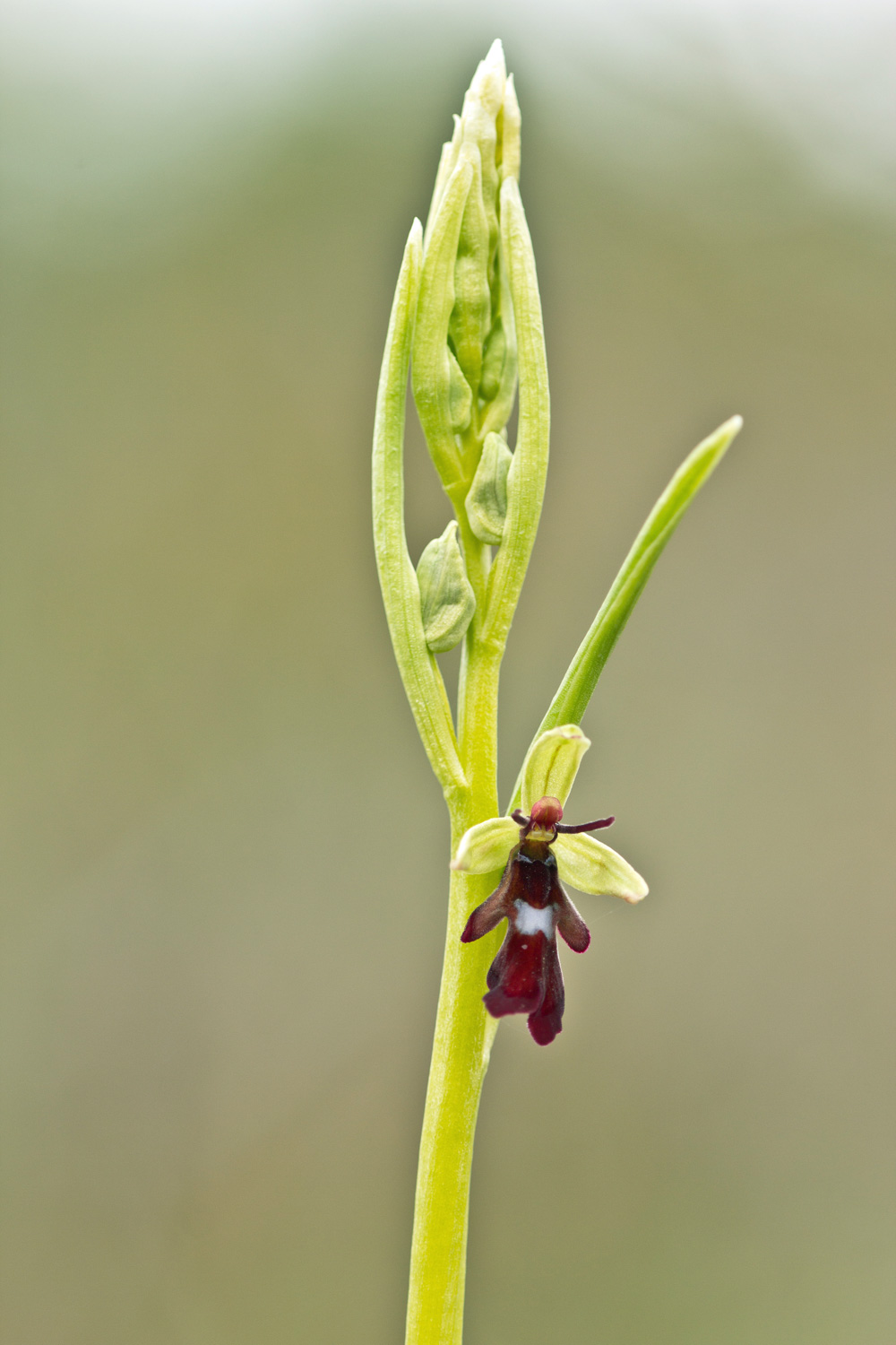 Ophrys insectifera L